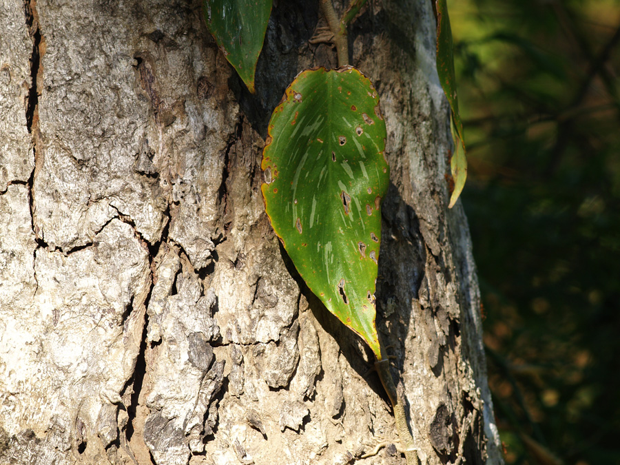 single leaf