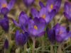 first sign of spring