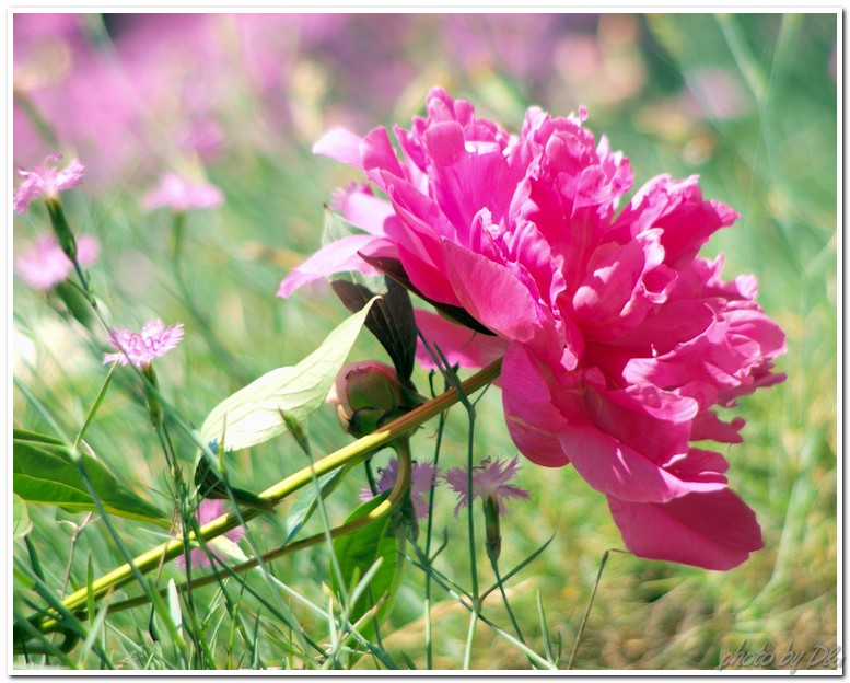 Pink simphony