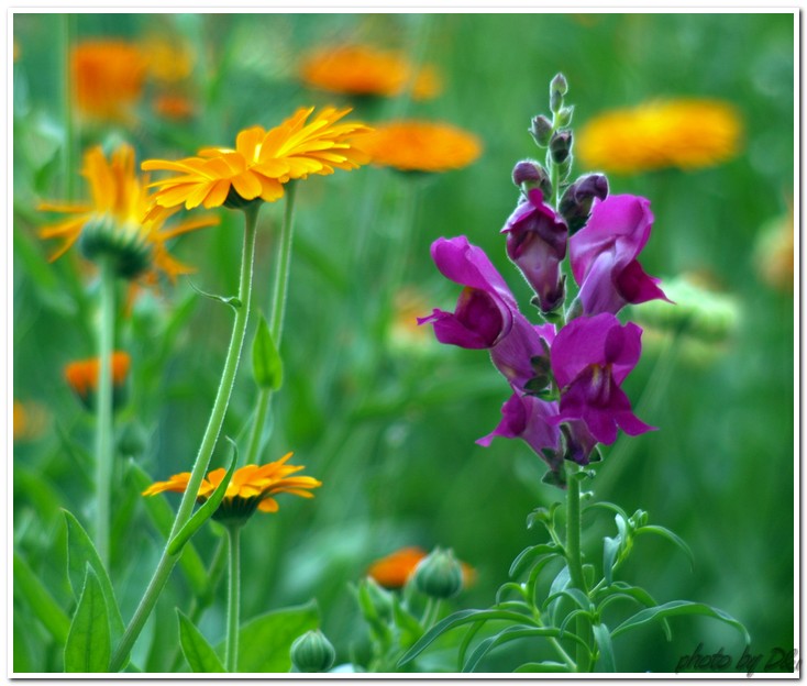 Colourfull contrast