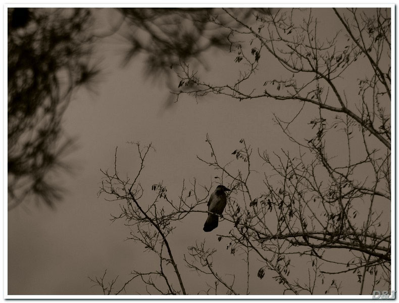 Dark bird king