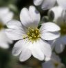 white lady