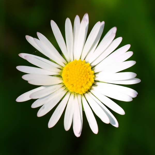 daisy