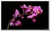 Orchid
