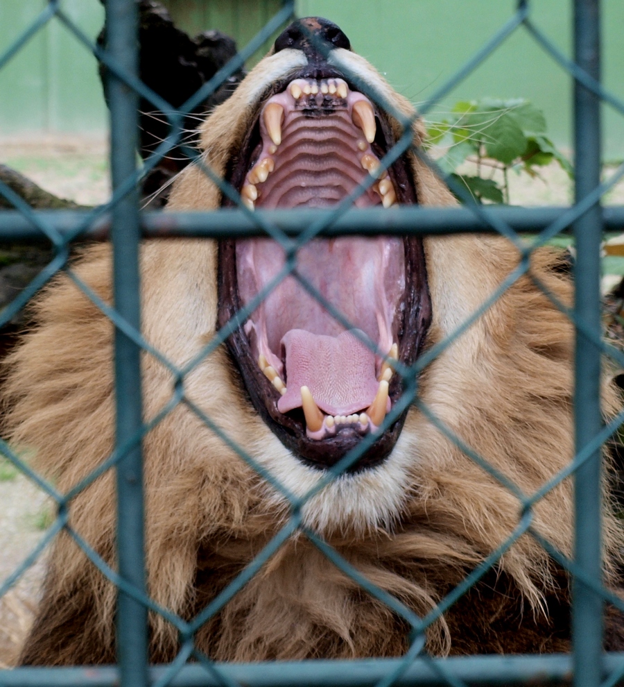 lion king