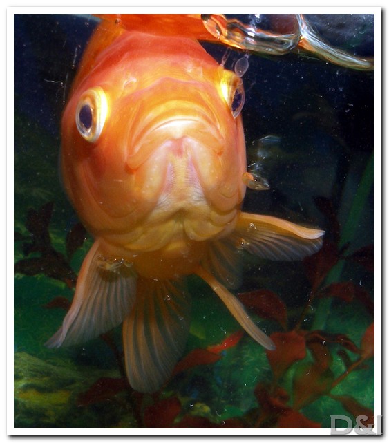 goldy