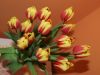 tulips by Damjan Gosak