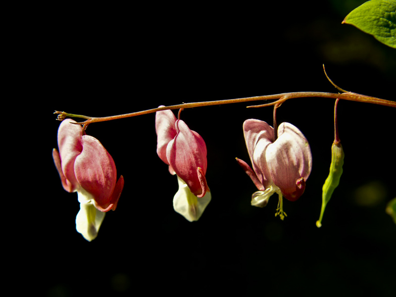 The Three Flowers
