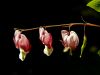 The Three Flowers