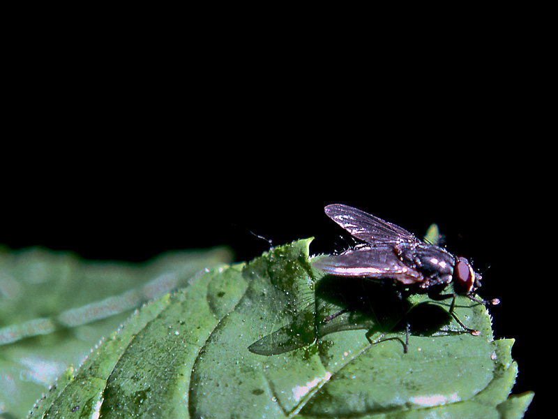 Flie