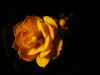 Yellow Rose