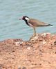 Red-wattled Lapwing by Arun Prabhu