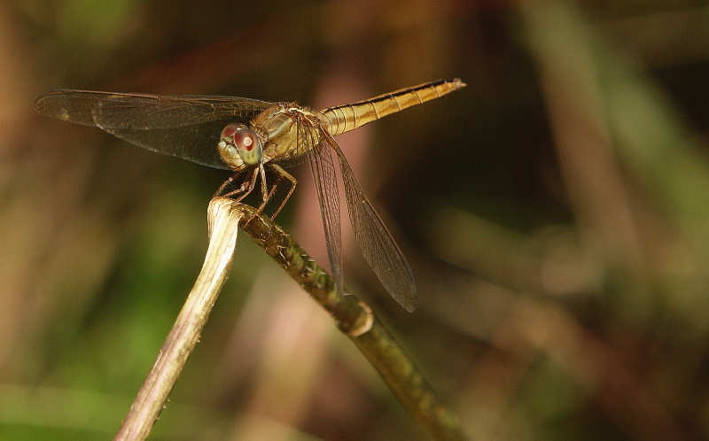 Ruddy Marsh Skimmer (2)