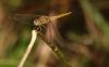 Ruddy Marsh Skimmer (2) by Arun Prabhu