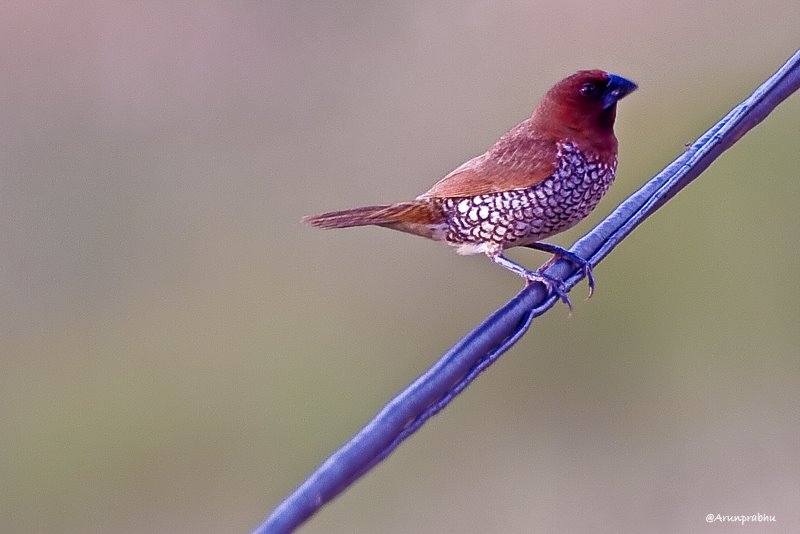 Scaly Breasted Munia
