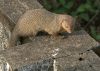 Mongoose by Arun Prabhu