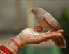 Eating out of her hands! by Arun Prabhu