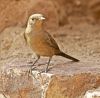 Brown Rock Chat by Arun Prabhu