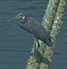 Western Reef Heron (2) by Arun Prabhu