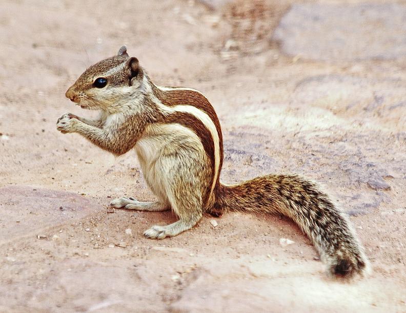 Indian Palm Squirrel (2)