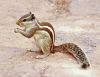 Indian Palm Squirrel (2) by Arun Prabhu