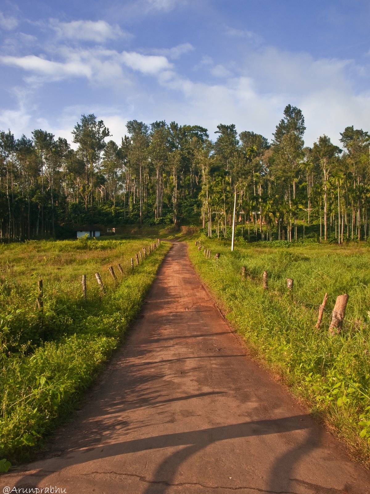 A path leading to a coffee estate, Kodagu - Karnataka - India