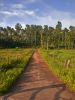 A path leading to a coffee estate, Kodagu - Karnataka - India