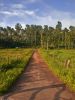 A path leading to a coffee estate, Kodagu - Karnataka - India by Arun Prabhu