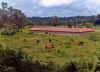 Cattle grazing by Arun Prabhu