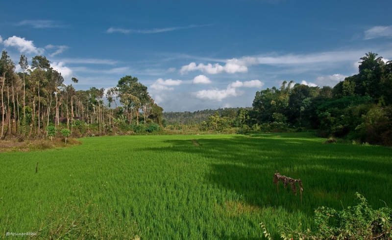 Rice Field