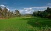 Rice Field by Arun Prabhu