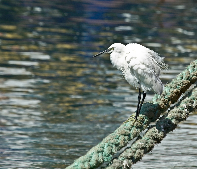 Little Egret