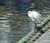 Little Egret by Arun Prabhu