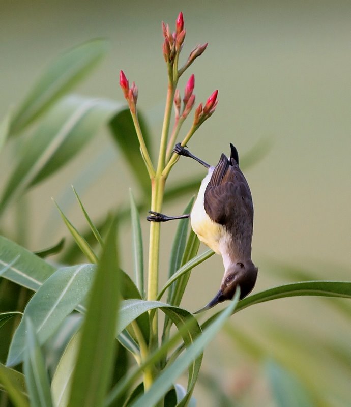 Loten's Sunbird