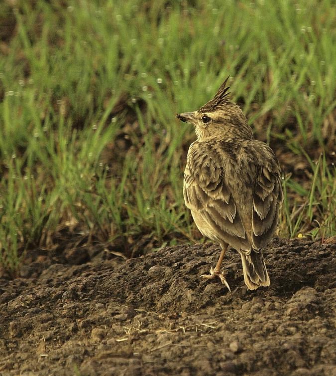 Malabar Crested Lark