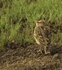 Malabar Crested Lark by Arun Prabhu