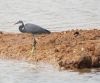 Western Reef Heron by Arun Prabhu