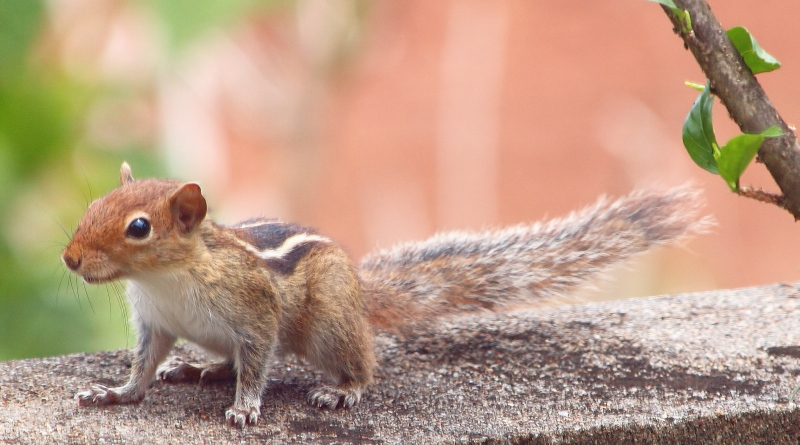 Indian Palm Squirrel