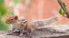 Indian Palm Squirrel by Arun Prabhu