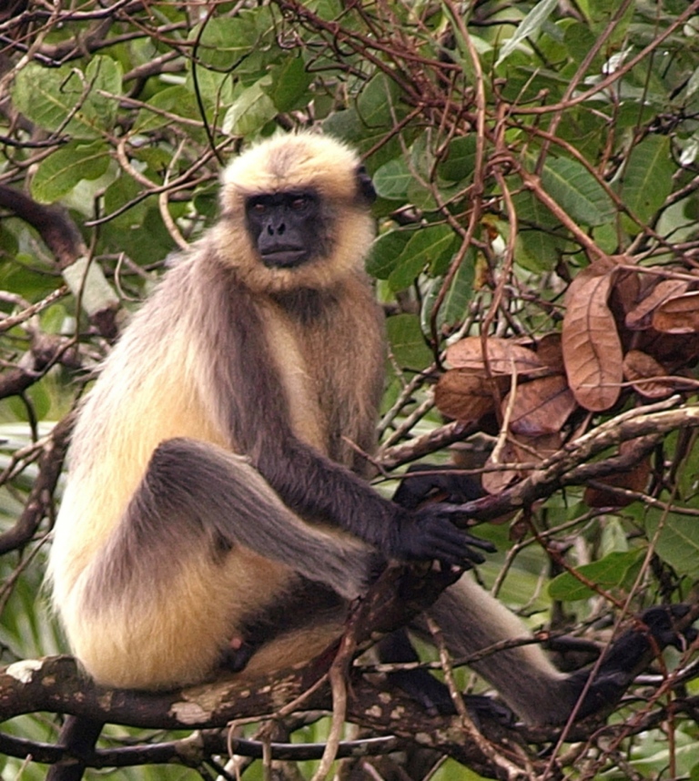 Lion Tailed Macaque