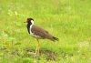 Red-wattled Lapwing (2) by Arun Prabhu