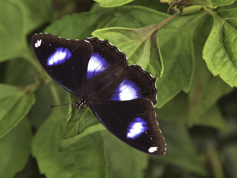 Danaid Eggfly