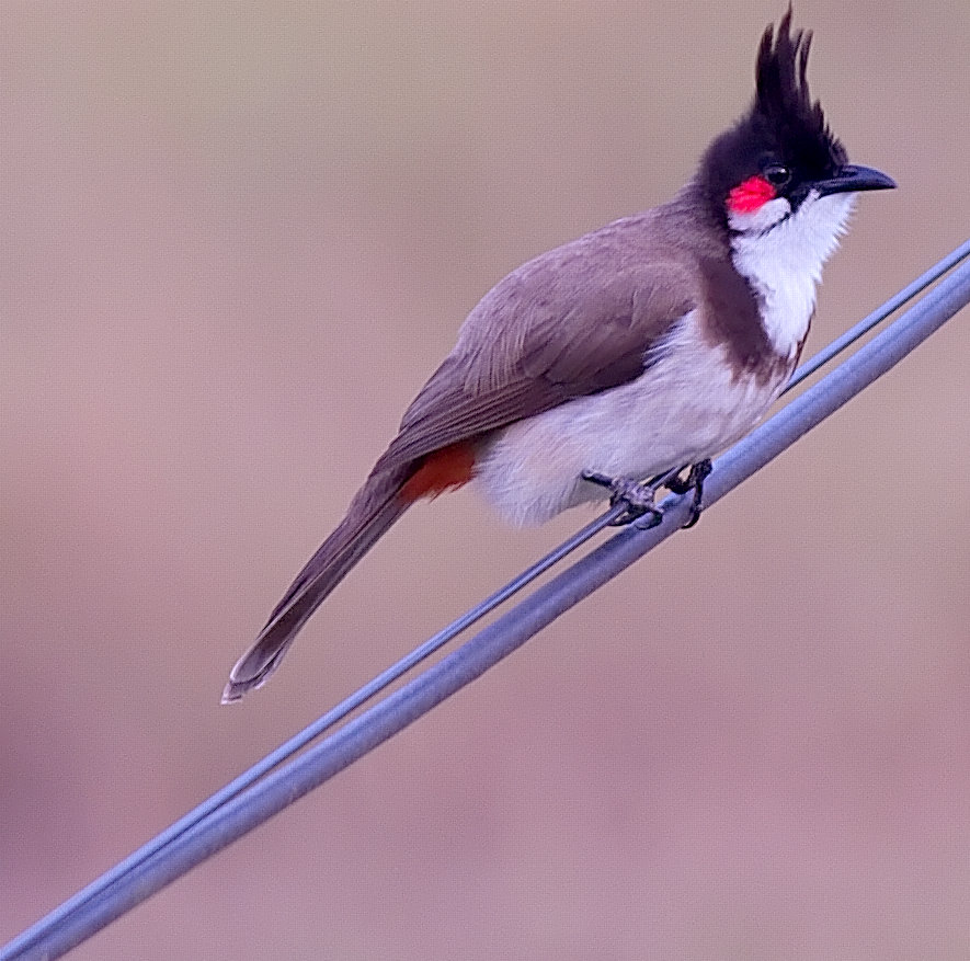 Red Whiskered Bulbul