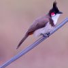 Red Whiskered Bulbul
