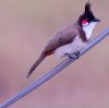 Red Whiskered Bulbul by Arun Prabhu