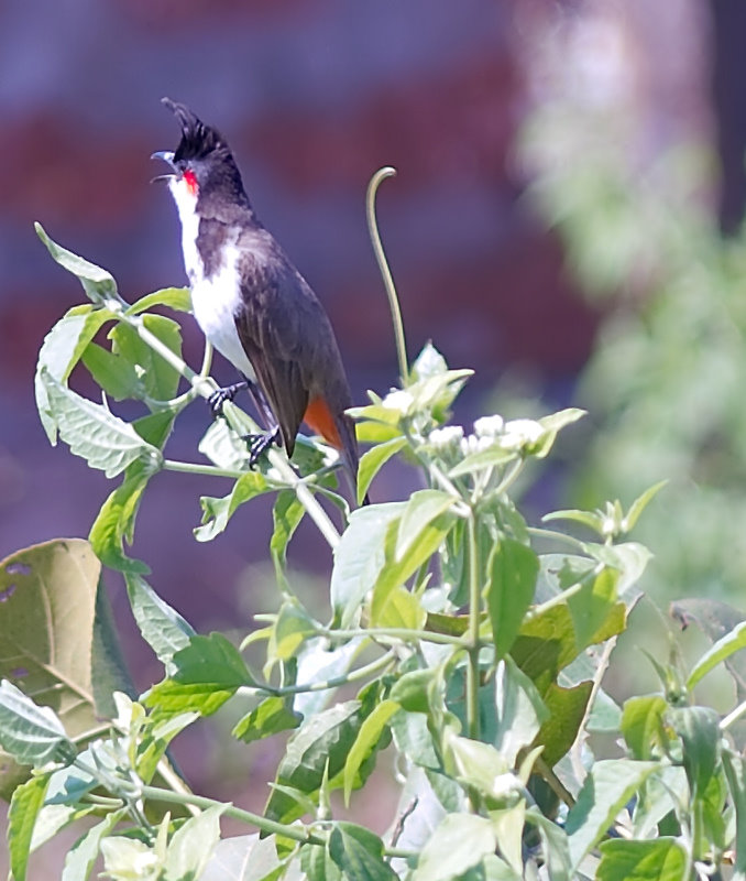 Red Whiskered Bulbul (2)