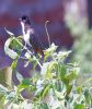 Red Whiskered Bulbul (2)