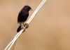 Pied Bushchat by Arun Prabhu