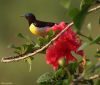 Purple-rumped Sunbird (Male) by Arun Prabhu