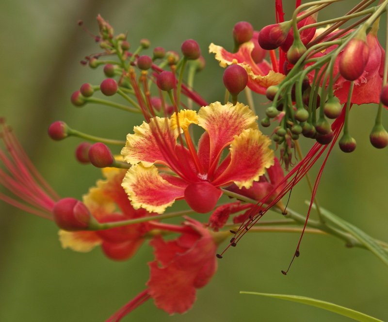 Peacock Flower